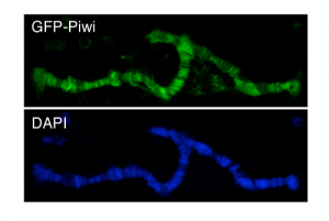 piwi-chromatin-500