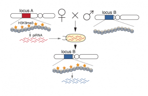 transgen-chromatin-effect-2